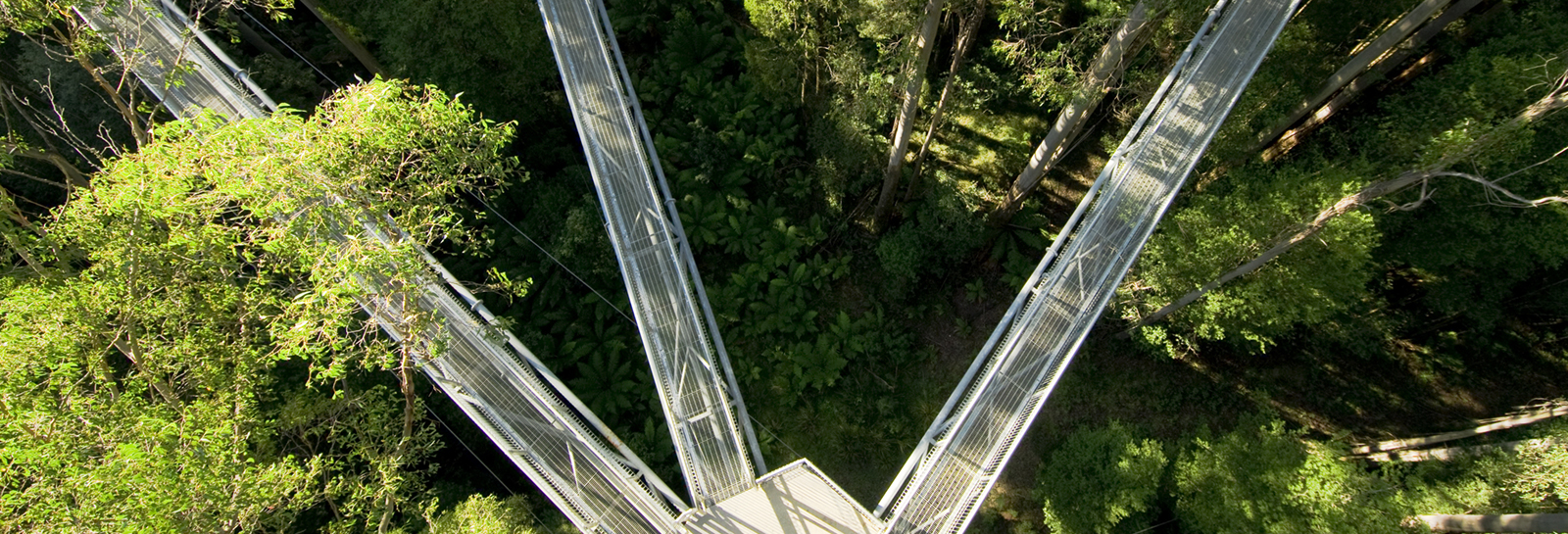 aerial shot of three bridges in the woods
